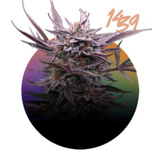 CHOCO OG (1439 CRIADORES)